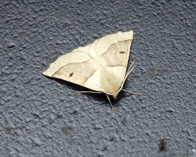 scalloped oak